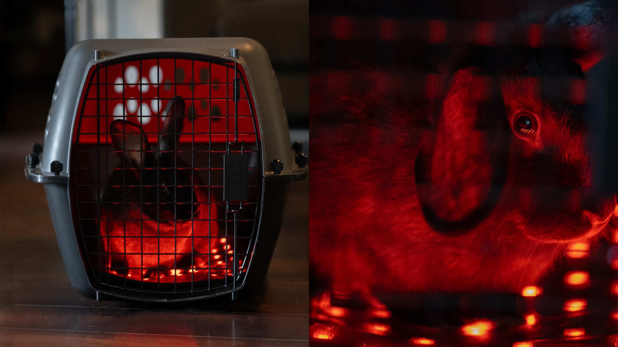 CatSol Red Light Therapy Pad for rabbit bunny chicken small pets