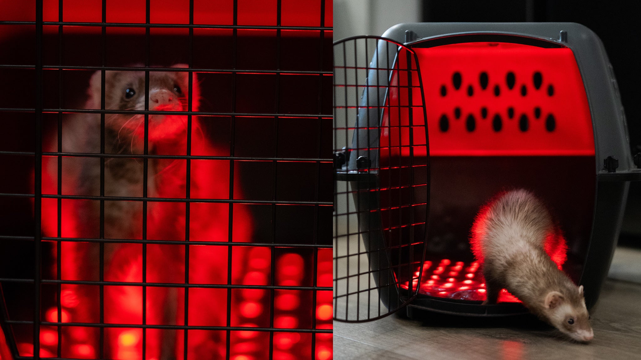 CatSol Red Light Therapy Pad for rabbit bunny chicken ferret