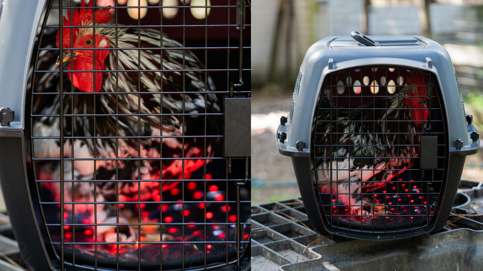 CatSol Red Light Therapy Pad for rooster chicken