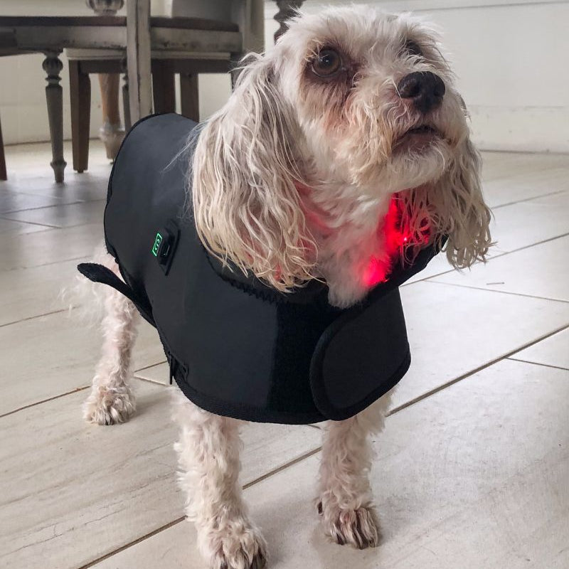 Dog mobility recovery story. DogSol Red Light Therapy Blanket.