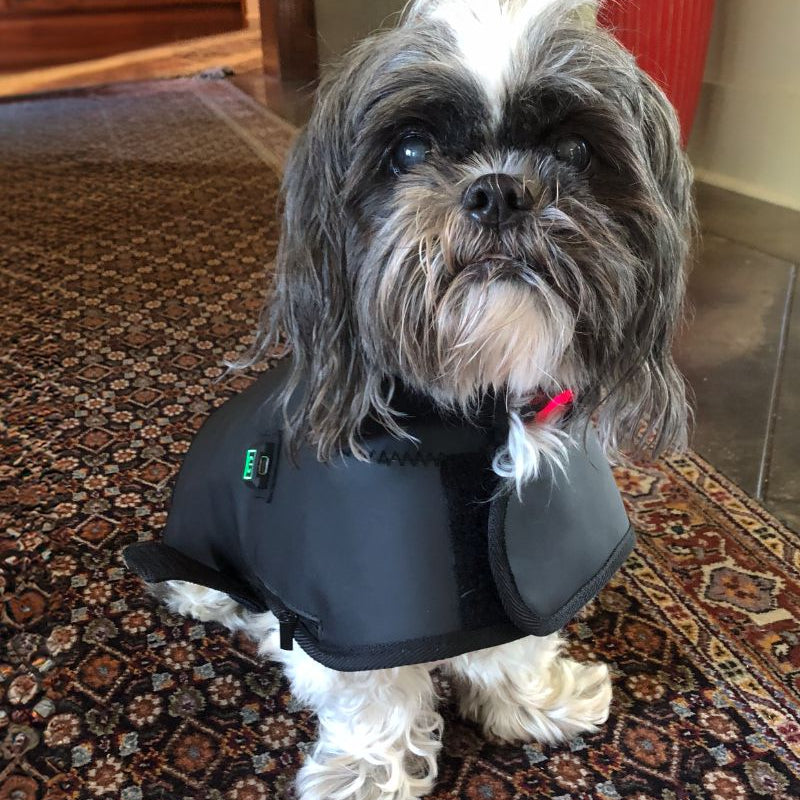 Dog mobility recovery story. DogSol Red Light Therapy Blanket.