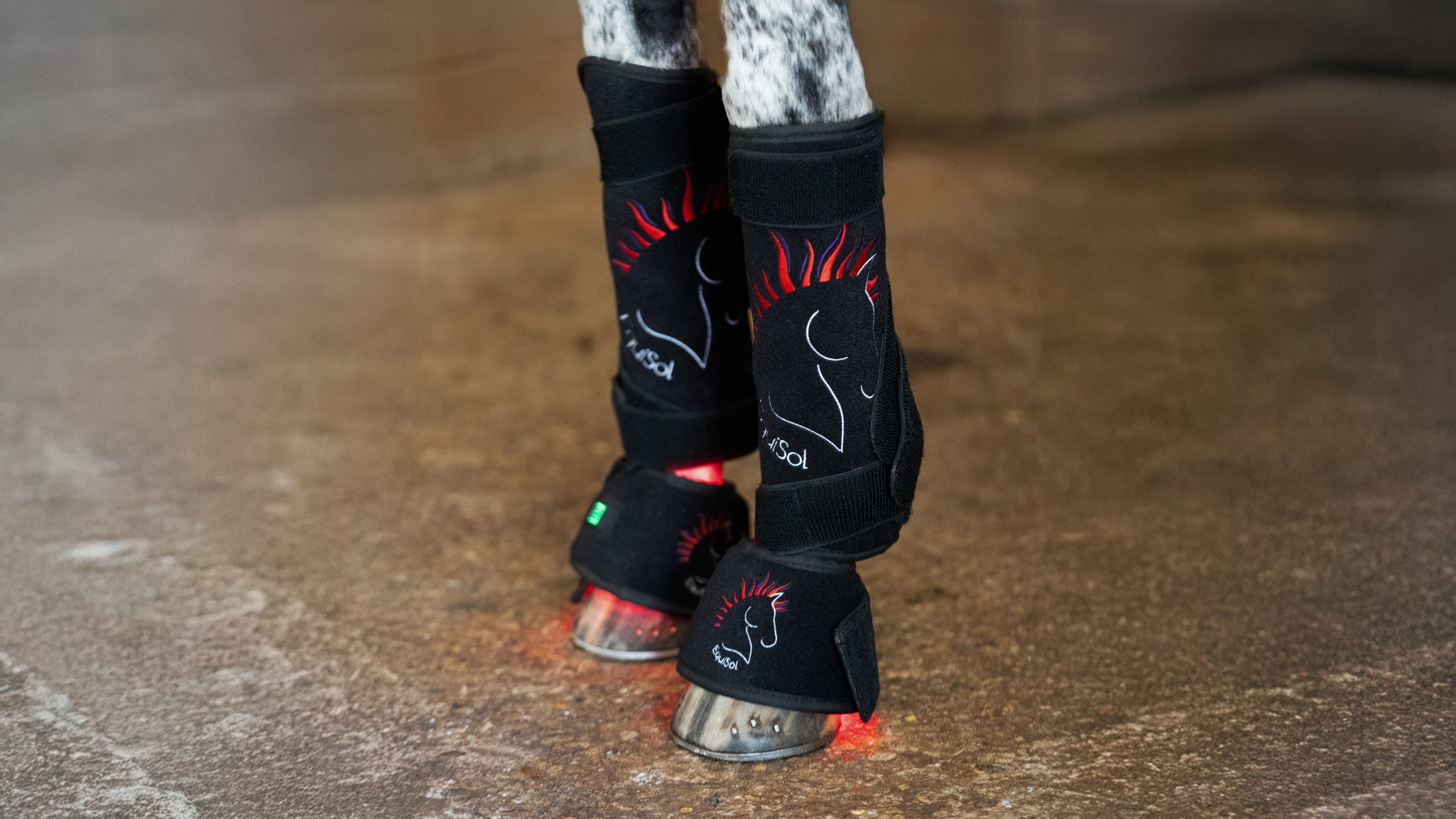 EquiSol horse bell boots and leg wraps red light therapy in use.