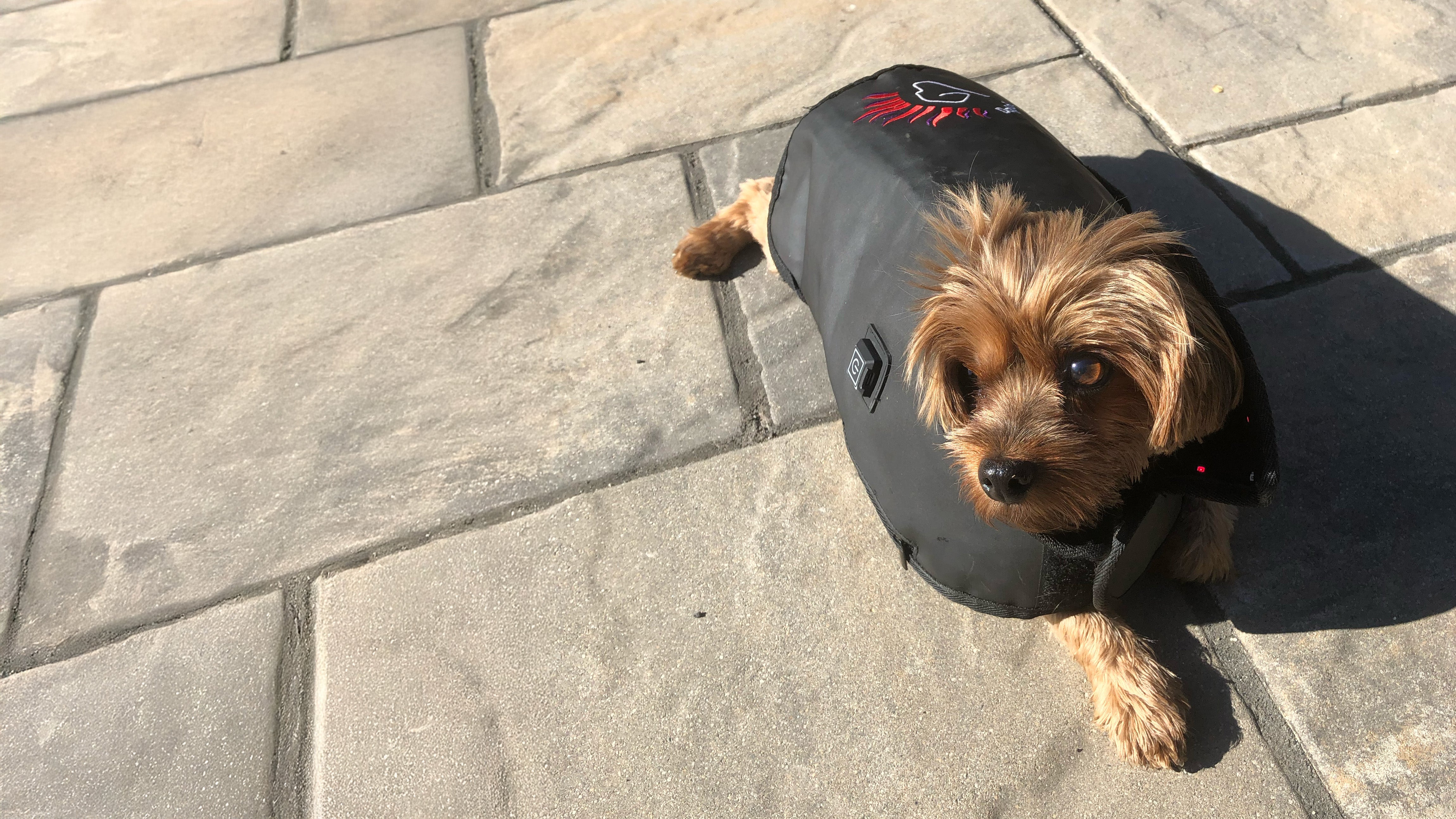 Red light therapy for dogs with paralysis. Paralyzed dog treatment success.