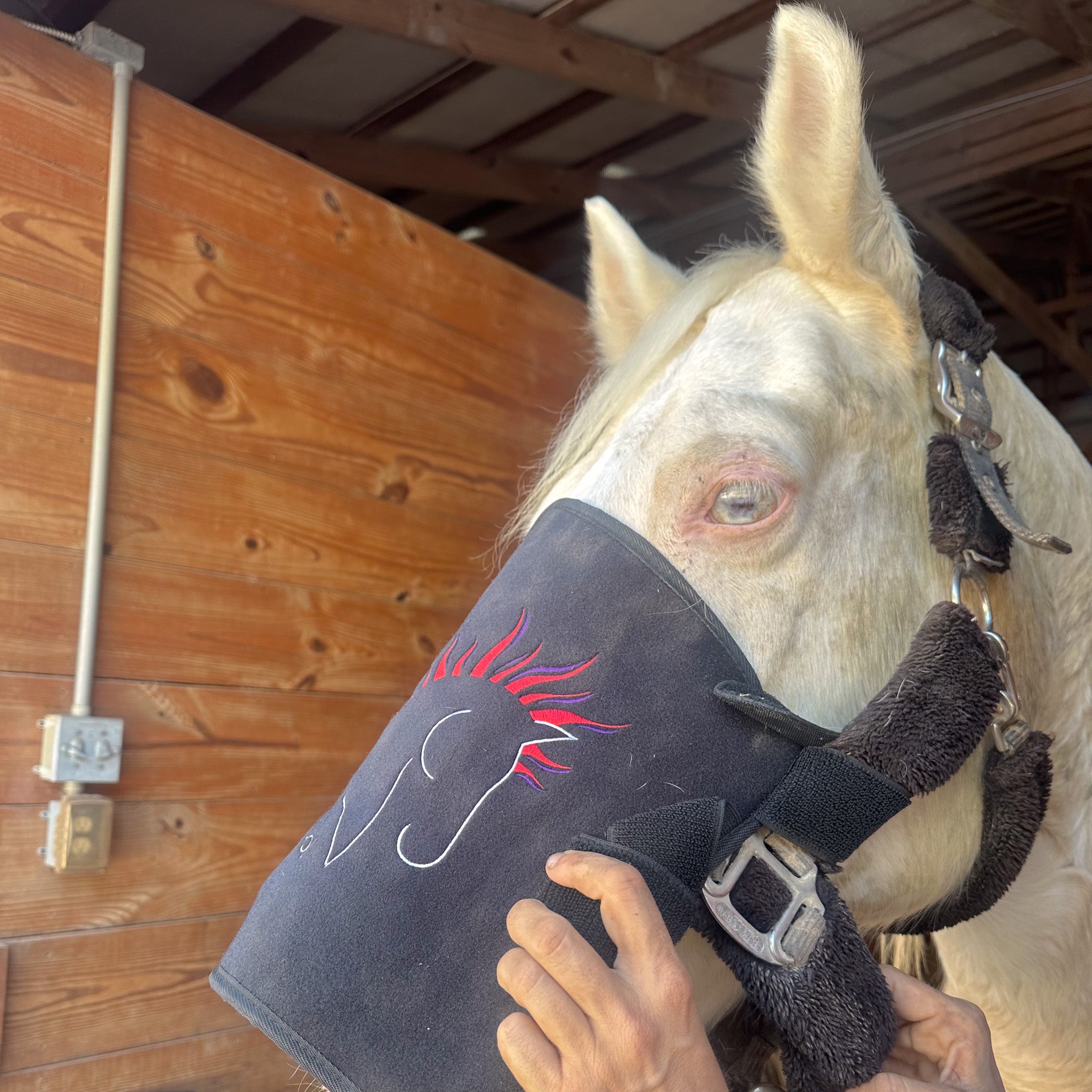 EquiSol horse leg wrap red light therapy in use on face.