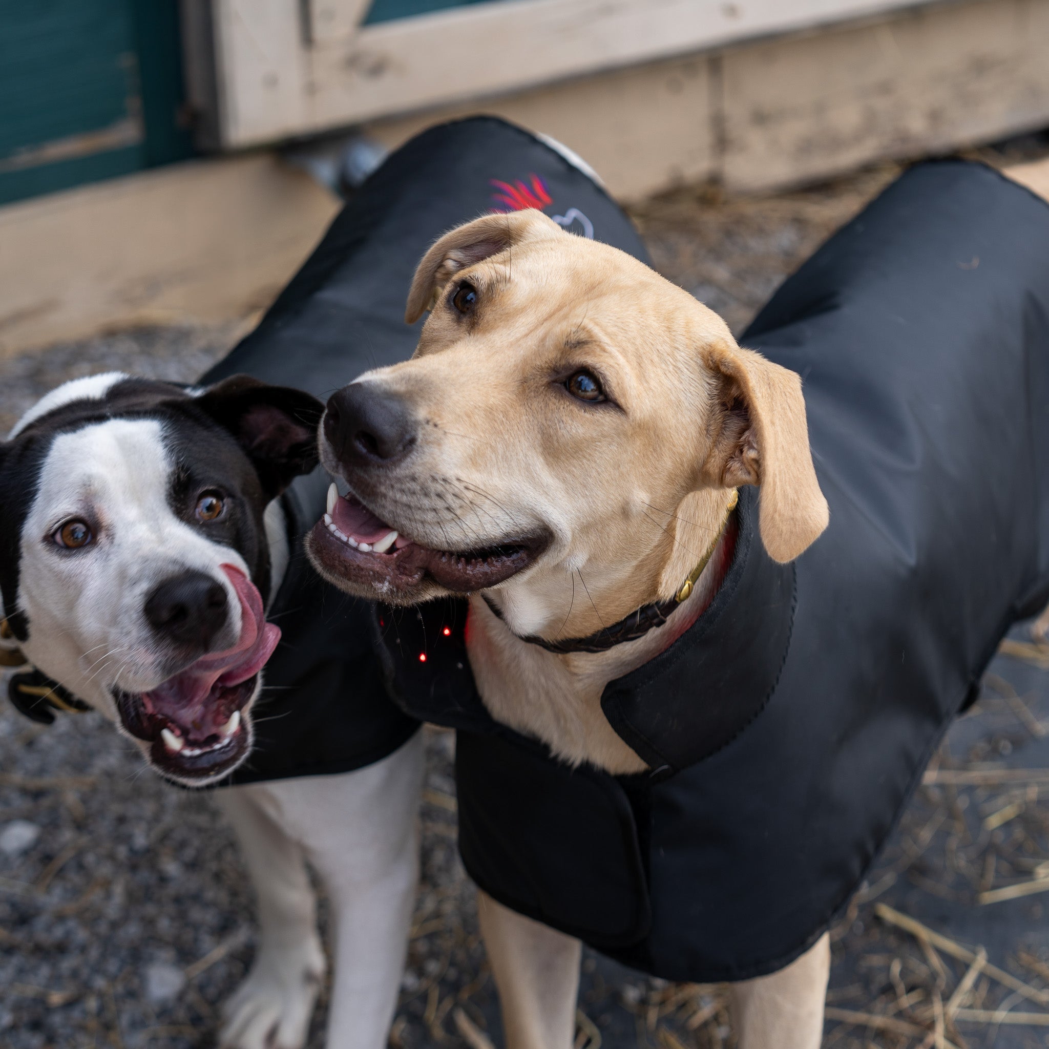 DogSol Canine Dog Infrared Red Light Therapy Blanket. Relieves dog arthritis. Canine arthritis relief.