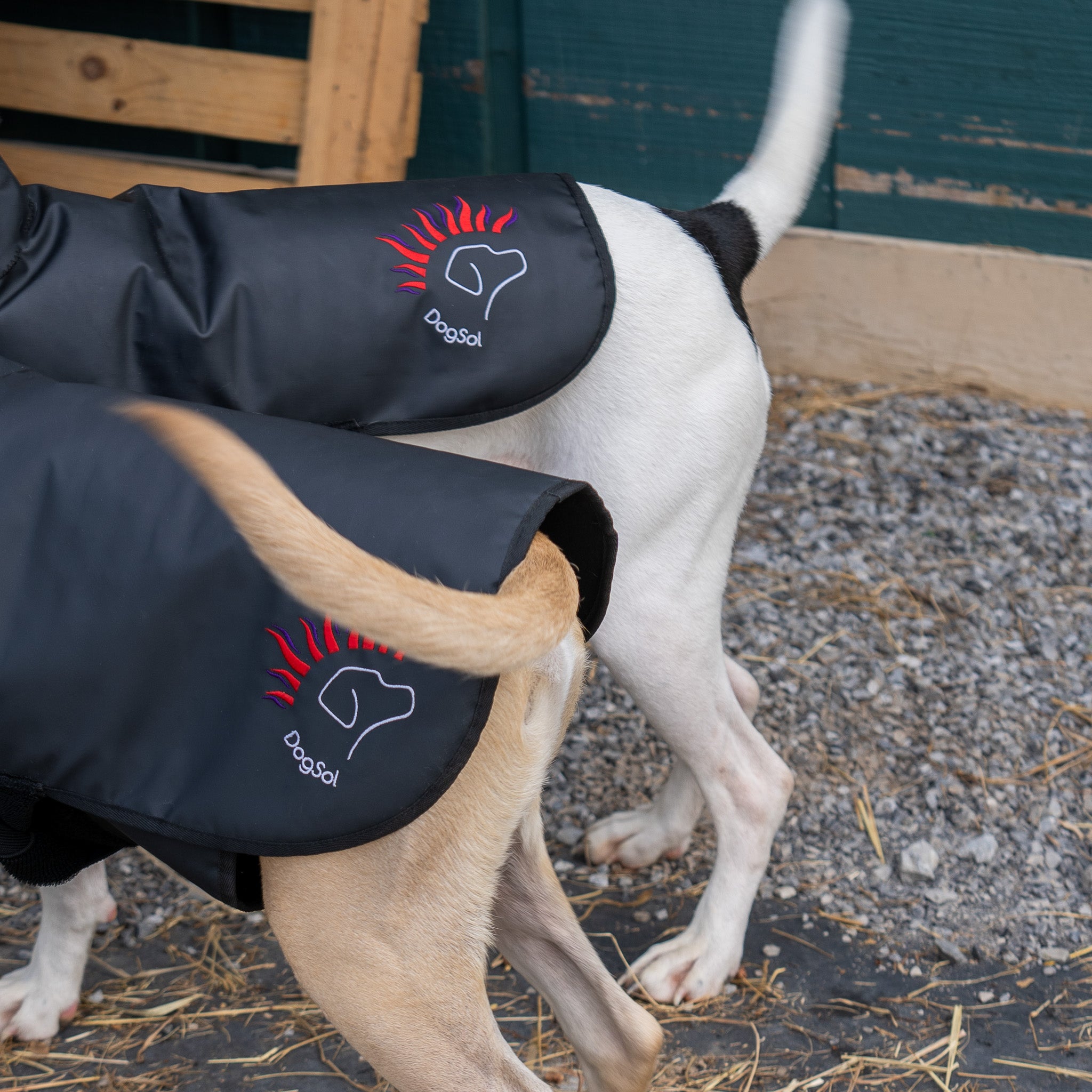 DogSol Canine Dog Infrared Red Light Therapy Blanket. Relieves dog arthritis. Canine arthritis relief.