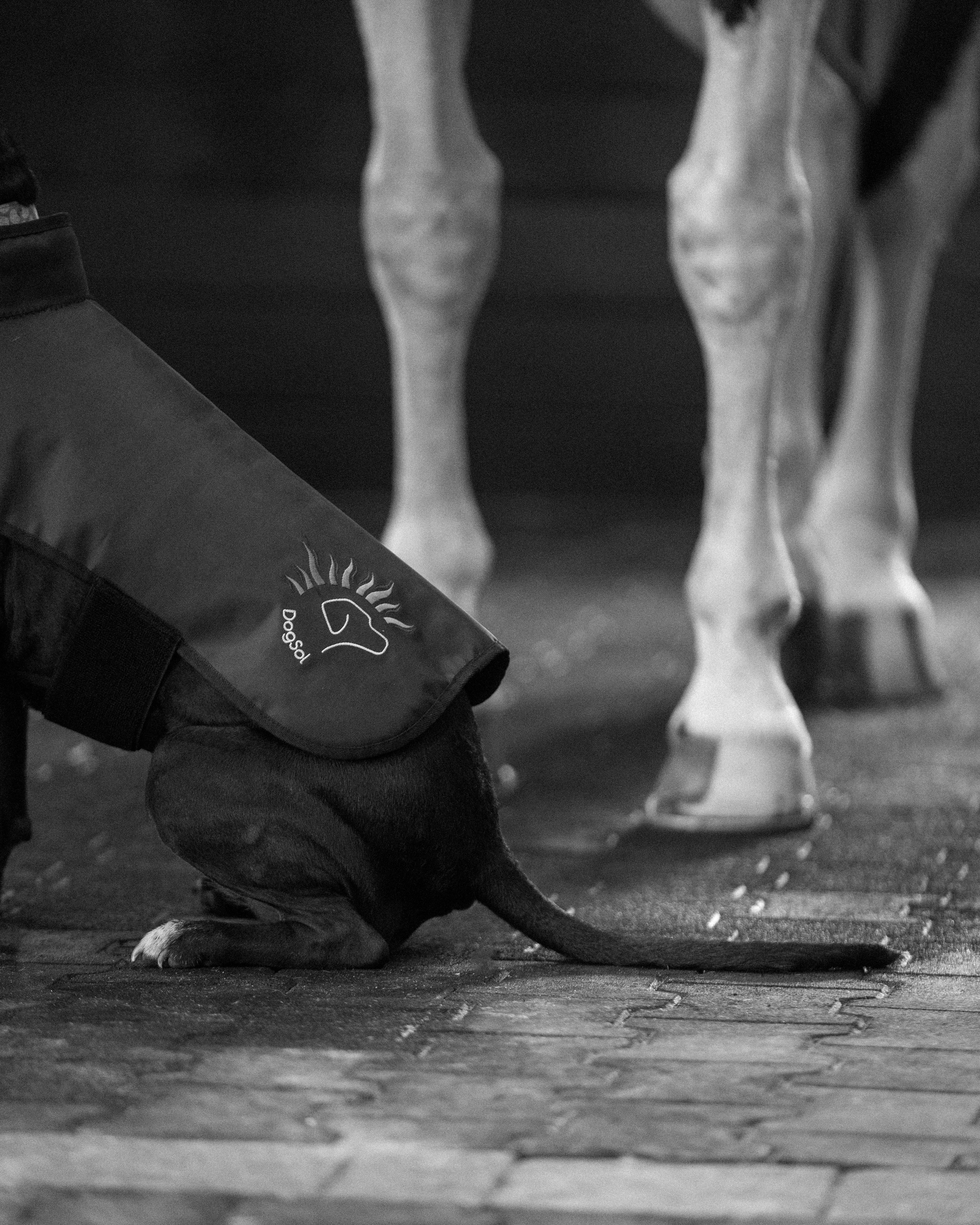 DogSol | dog photonic health | therapeutic red light