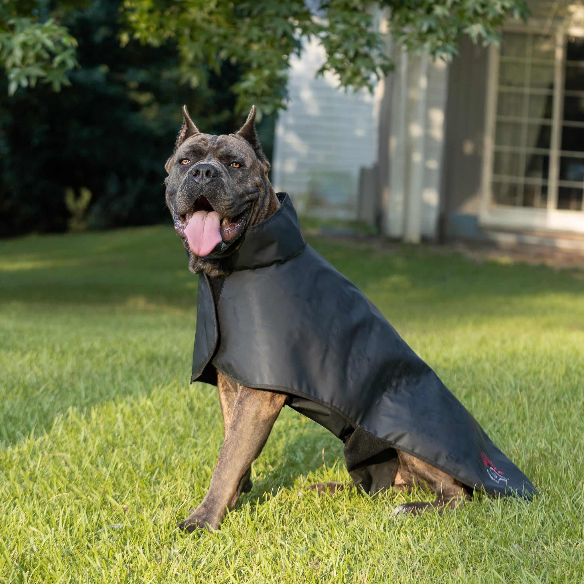 DogSol Canine Dog Infrared Red Light Therapy Blanket. Relieves dog arthritis. Canine arthritis relief.