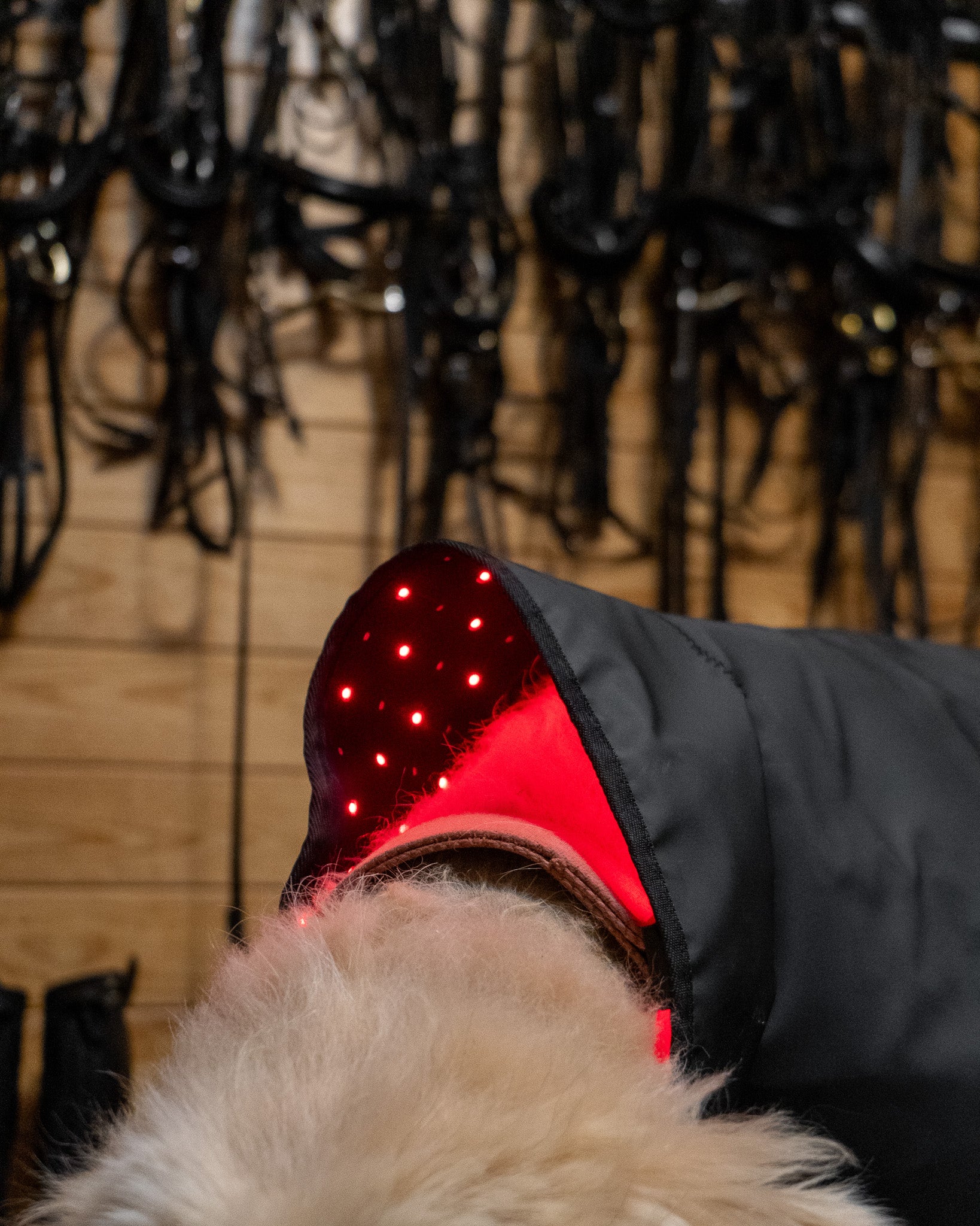 red light therapy for skin conditions in dogs