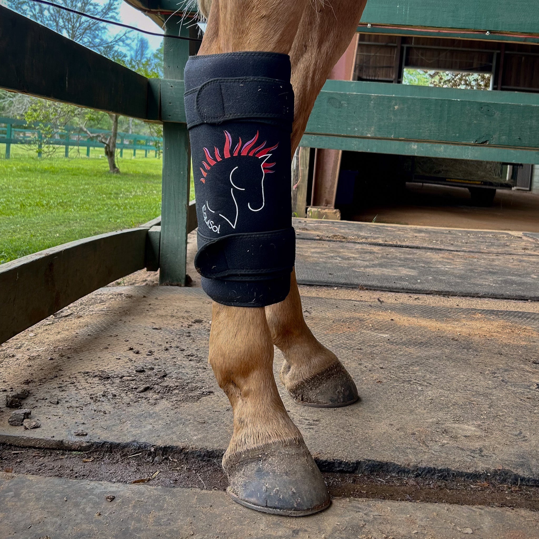EquiSol horse leg wrap red light therapy in use.
