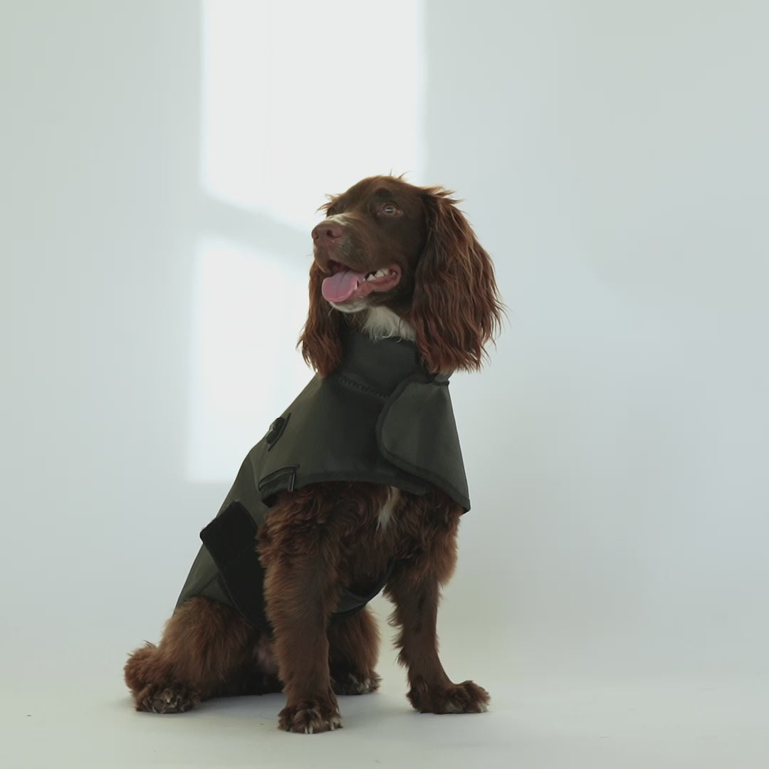 DogSol benefits for red light therapy for dogs. DogSol therapeutic red light.