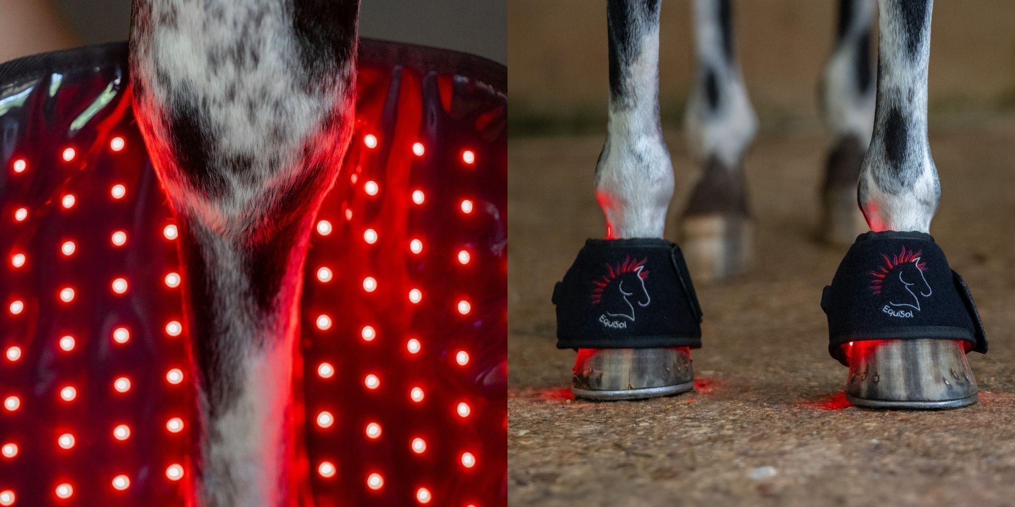 EquiSol Red Light Therapy | Bone Healing & NIR Science